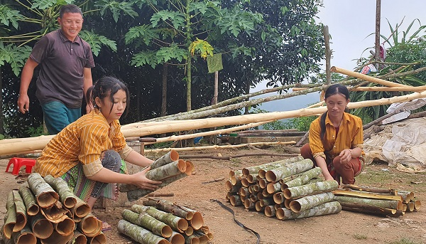 Lào Cai : Diện tích quế vươn lên thứ 2 toàn quốc - Vừa mừng, vừa lo (27/10/2022)